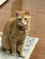 Lost Female Cat last seen Addington Rd in Creekside by Station Camp, Sumner County, TN 37075