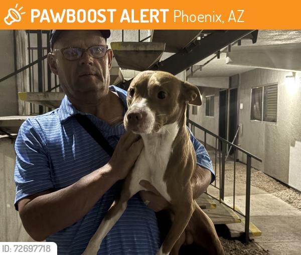 Found/Stray Male Dog last seen Missouri & 19th Ave area, Phoenix, AZ 85015