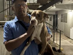 Found/Stray Male Dog last seen Missouri & 19th Ave area, Phoenix, AZ 85015