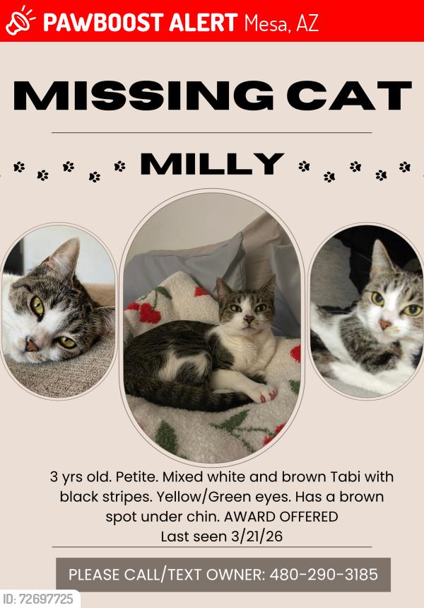 Lost Female Cat last seen Dobson and Broadway , Mesa, AZ 85202