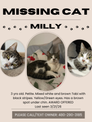 Lost Female Cat last seen Dobson and Broadway , Mesa, AZ 85202