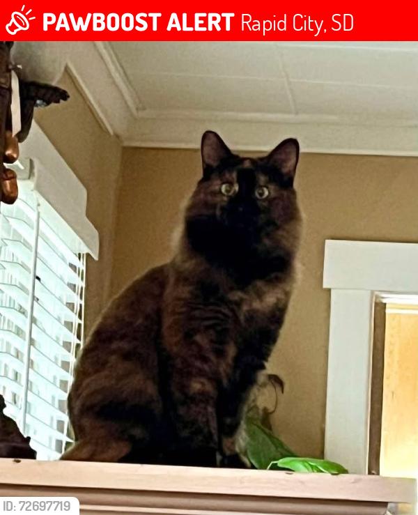 Lost Female Cat last seen Cross street is Franklin St, Rapid City, SD 57701