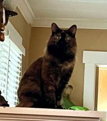 Lost Female Cat last seen Cross street is Franklin St, Rapid City, SD 57701