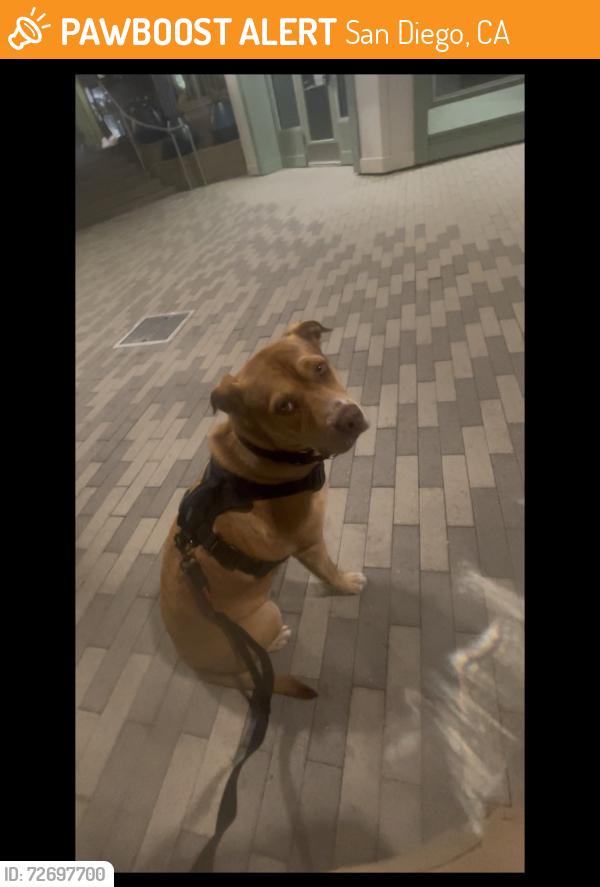 Found/Stray Female Dog last seen Grand Ave & Mission Bay Dr, at 7-Eleven, San Diego, CA 92109