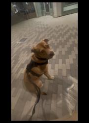 Found/Stray Female Dog last seen Grand Ave & Mission Bay Dr, at 7-Eleven, San Diego, CA 92109