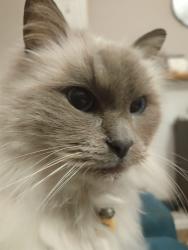 Lost Male Cat last seen High point , Maidstone, VIC 3012
