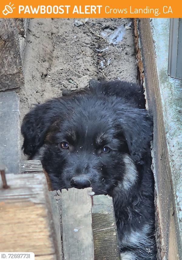 Found/Stray Male Dog last seen Crows Landing/Wedt Main, Crows Landing, CA 95313