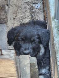 Found/Stray Male Dog last seen Crows Landing/Wedt Main, Crows Landing, CA 95313