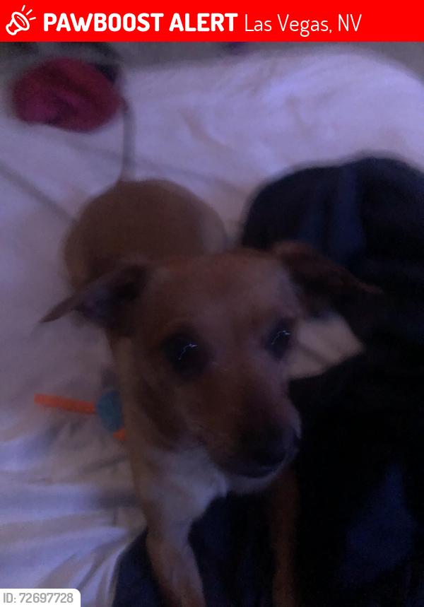Lost Male Dog last seen Holly hill ave 2900 , Las Vegas, NV 89104