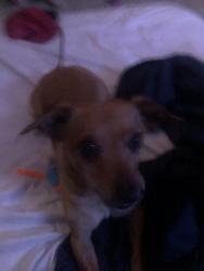 Lost Male Dog last seen Holly hill ave 2900 , Las Vegas, NV 89104
