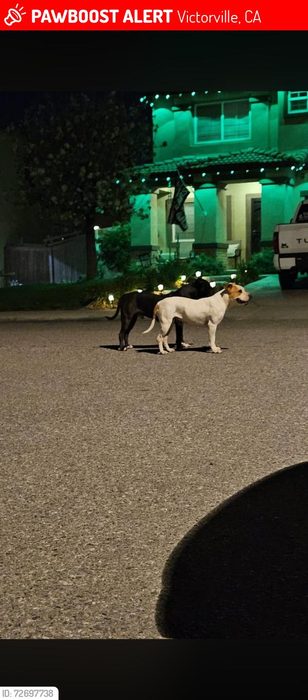 Lost Male Dog last seen Dos palm, Victorville, CA 92392