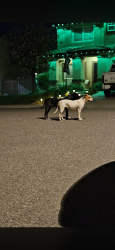 Lost Male Dog last seen Dos palm, Victorville, CA 92392
