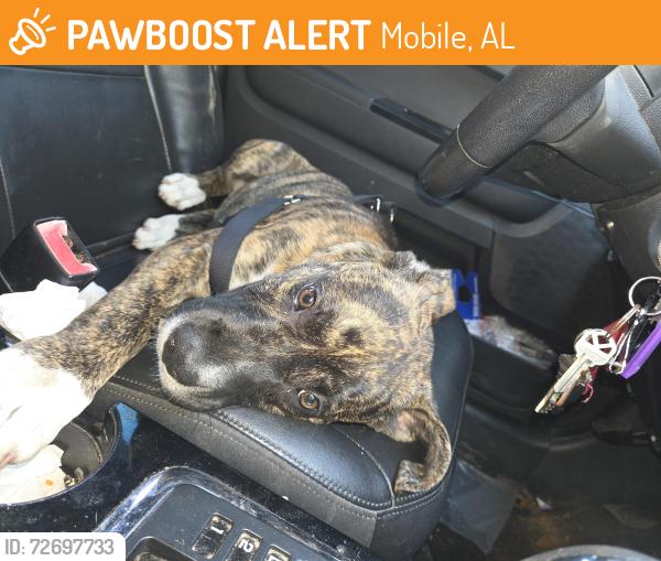 Found/Stray Female Dog last seen Near Old S Rd, Mobile, AL 36607, Mobile, AL 36608