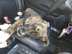 Found/Stray Female Dog last seen Near Old S Rd, Mobile, AL 36607, Mobile, AL 36608