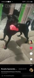 Lost Female Dog last seen Atravessou Av Nossa senhora do ó e entrou na av Antônio Munhoz Bonilha , Vila Palmeiras, SP 