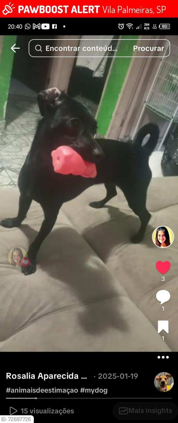 Lost Female Dog last seen Atravessou Av Nossa senhora do ó e entrou na av Antônio Munhoz Bonilha , Vila Palmeiras, SP 
