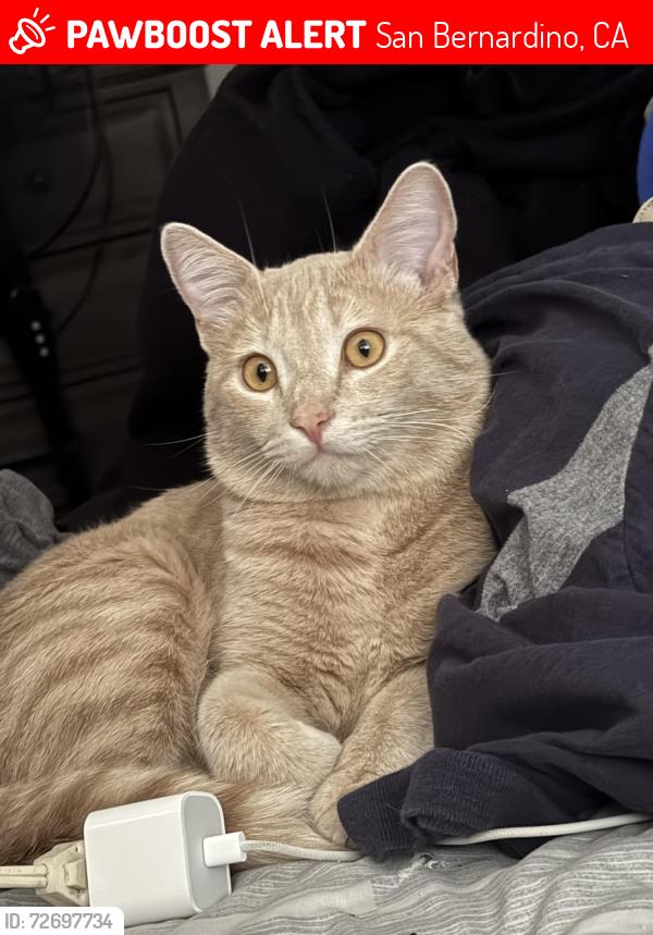 Lost Male Cat last seen Same street of Wilson elementary in San Bernardino, San Bernardino, CA 92404
