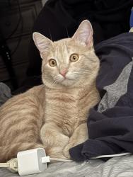 Lost Male Cat last seen Same street of Wilson elementary in San Bernardino, San Bernardino, CA 92404