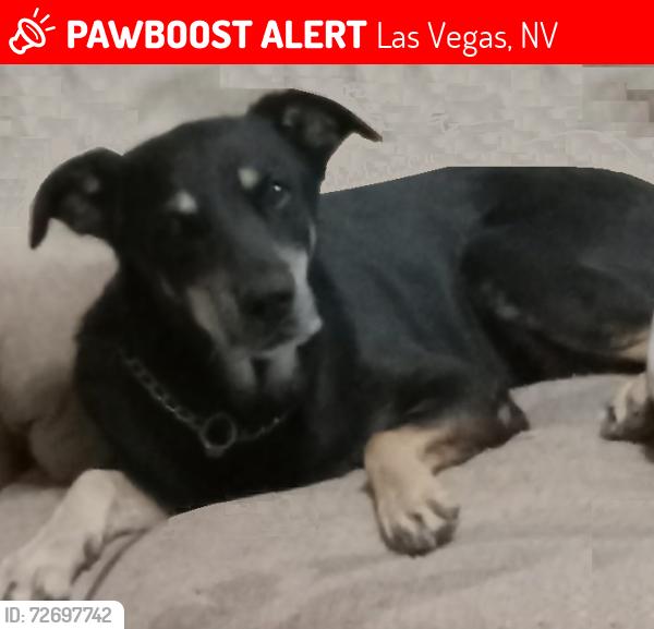 Lost Female Dog last seen Nellis & Vegas Valley, Las Vegas, NV 89121
