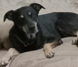Lost Female Dog last seen Nellis & Vegas Valley, Las Vegas, NV 89121
