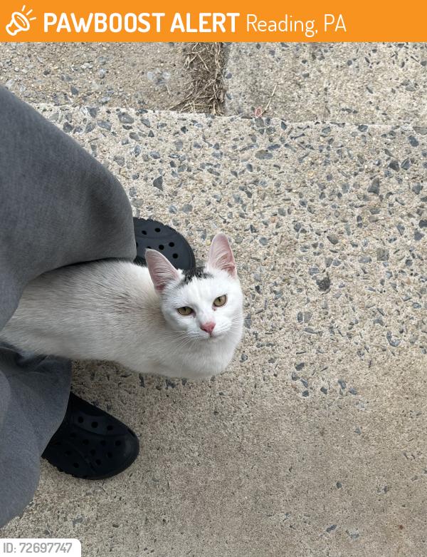 Found/Stray Female Cat last seen Near patton ave, Reading, PA 19611