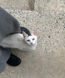 Found/Stray Female Cat last seen Near patton ave, Reading, PA 19611