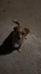 Found/Stray Female Dog last seen Corner of Roselawn and rouse , Modesto, CA 95351