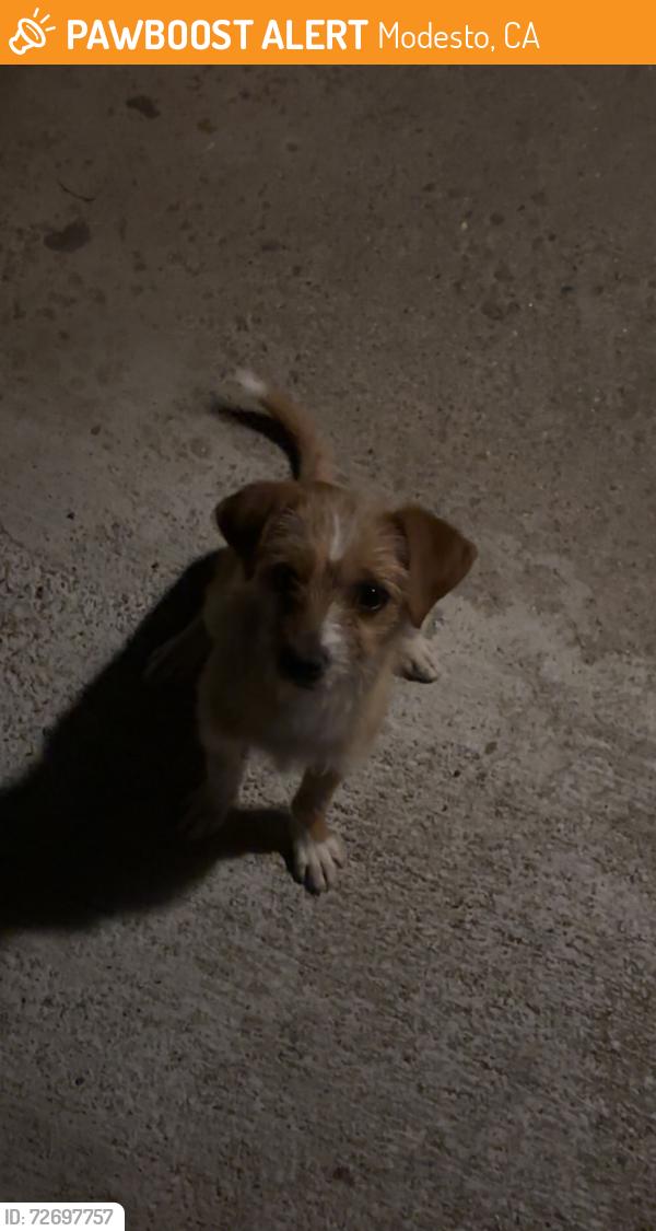 Found/Stray Female Dog last seen Corner of Roselawn and rouse , Modesto, CA 95351
