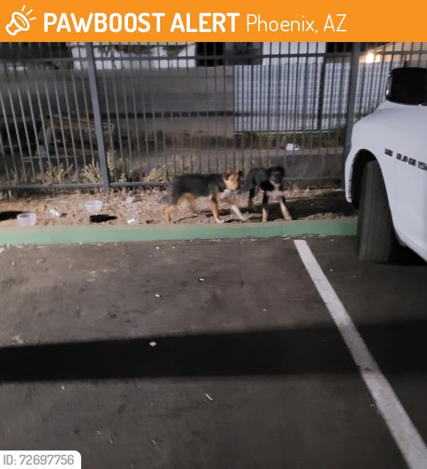 Found/Stray Unknown Dog last seen Southern most drive of whispering Pines apts , Phoenix, AZ 85008