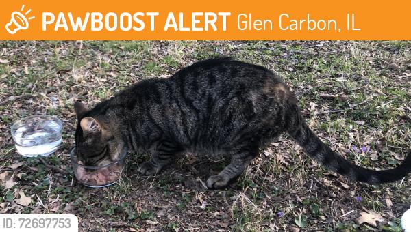 Found/Stray Unknown Cat last seen glen crossing rd, Glen Carbon, IL 62034