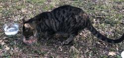 Found/Stray Unknown Cat last seen glen crossing rd, Glen Carbon, IL 62034