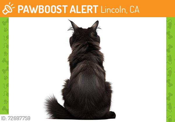 Found/Stray Unknown Cat last seen Teal hollow and lakeside drive , Lincoln, CA 95648