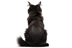 Found/Stray Unknown Cat last seen Teal hollow and lakeside drive , Lincoln, CA 95648
