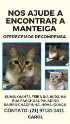 Lost Female Cat last seen Rua Paschoal Paladino, Chacrinha, RJ 26285-770