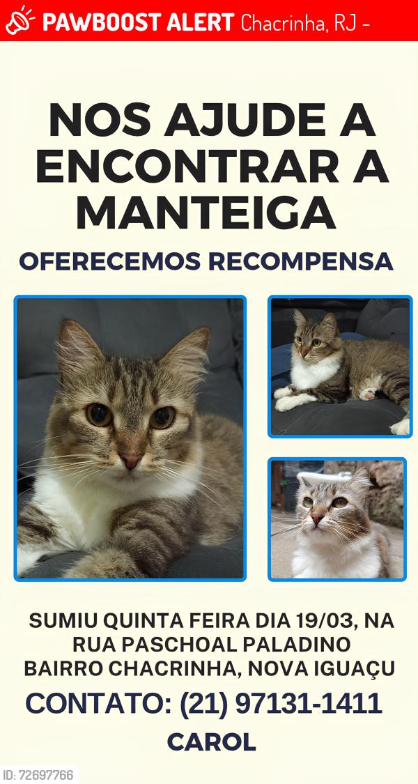 Lost Female Cat last seen Rua Paschoal Paladino, Chacrinha, RJ 26285-770