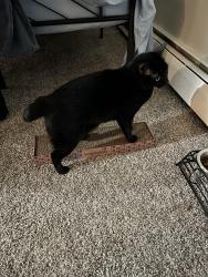 Lost Female Cat last seen Gold Spike Village, Gold River, CA 95670