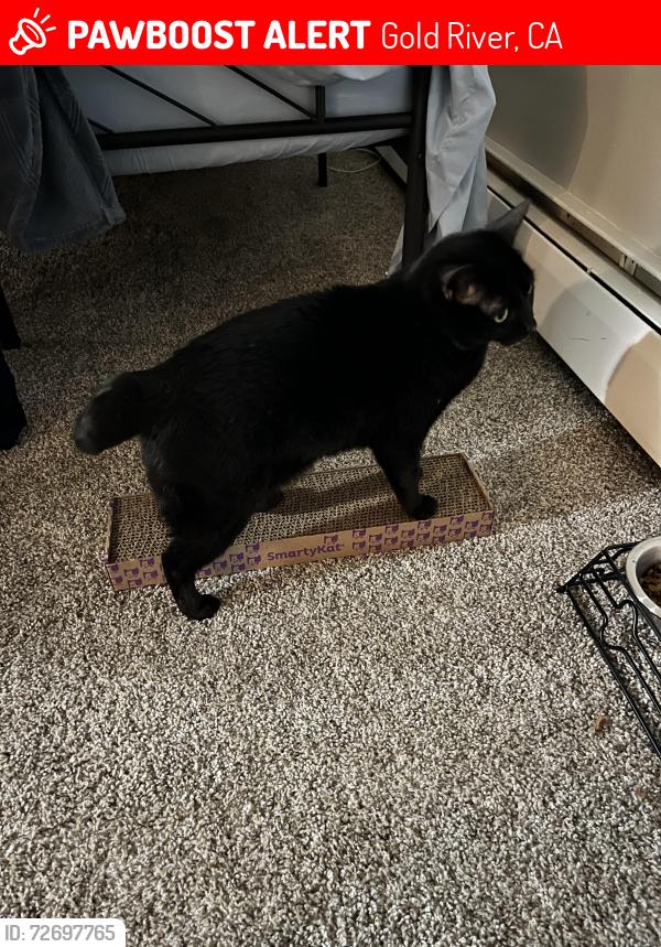 Lost Female Cat last seen Gold Spike Village, Gold River, CA 95670