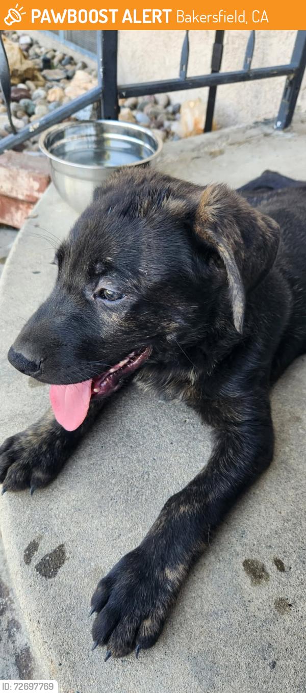 Found/Stray Unknown Dog last seen Minner , Bakersfield, CA 93308