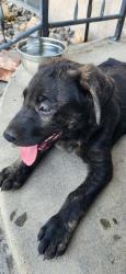 Found/Stray Unknown Dog last seen Minner , Bakersfield, CA 93308