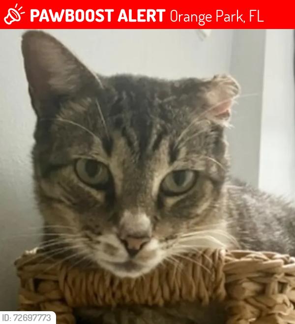 Lost Male Cat last seen Mcdonalds, Orange Park, FL 32065
