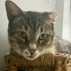 Lost Male Cat last seen Mcdonalds, Orange Park, FL 32065