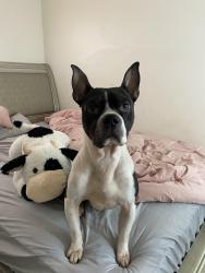 Lost Male Dog last seen Central elementary school, Commerce City, CO 80022