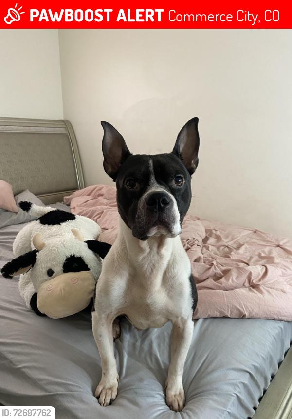 Lost Male Dog last seen Central elementary school, Commerce City, CO 80022