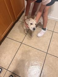 Found/Stray Male Dog last seen Near ave and Indian , Phoenix, AZ 85015