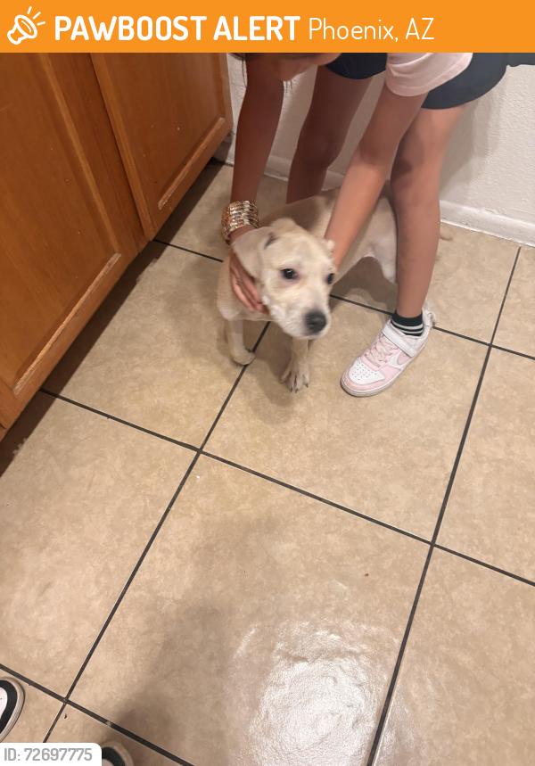 Found/Stray Male Dog last seen Near ave and Indian , Phoenix, AZ 85015