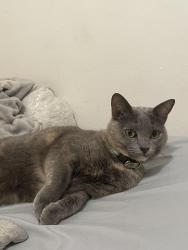 Lost Female Cat last seen Villa Juares Circle and Rancho Adobe Circle, Sacramento, CA 95828