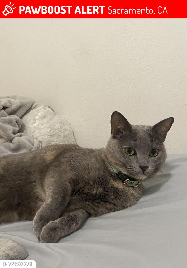 Lost Female Cat last seen Villa Juares Circle and Rancho Adobe Circle, Sacramento, CA 95828