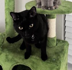 Lost Male Cat last seen W hammer ln, Stockton, CA 95219
