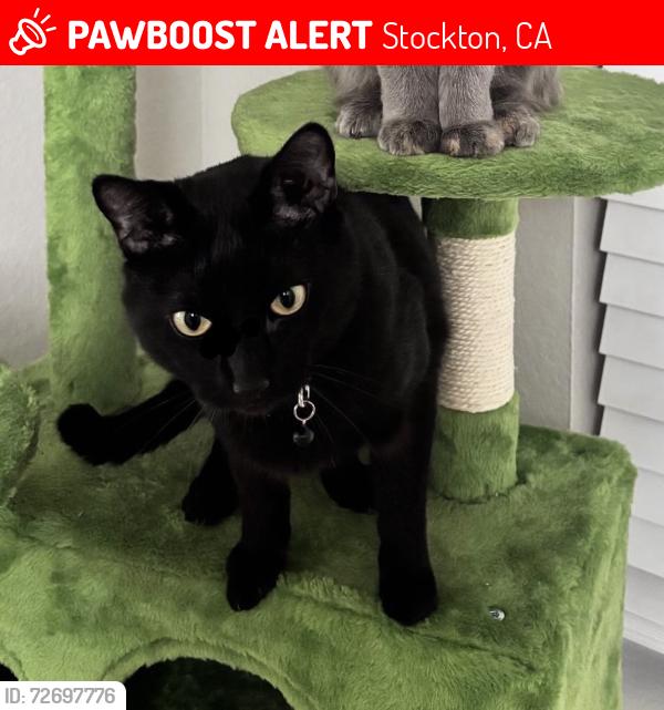 Lost Male Cat last seen W hammer ln, Stockton, CA 95219