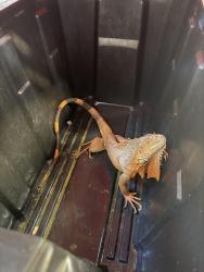 Found/Stray Unknown Reptile last seen Dalas, La Mesa, CA 91942